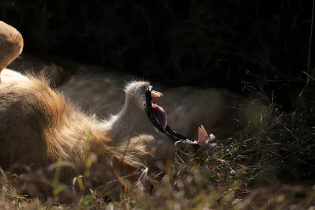 A lion rests in the Nairobi National Park, Kenya on January 6, 2021. (Photo by Tiksa Negeri/Reuters)