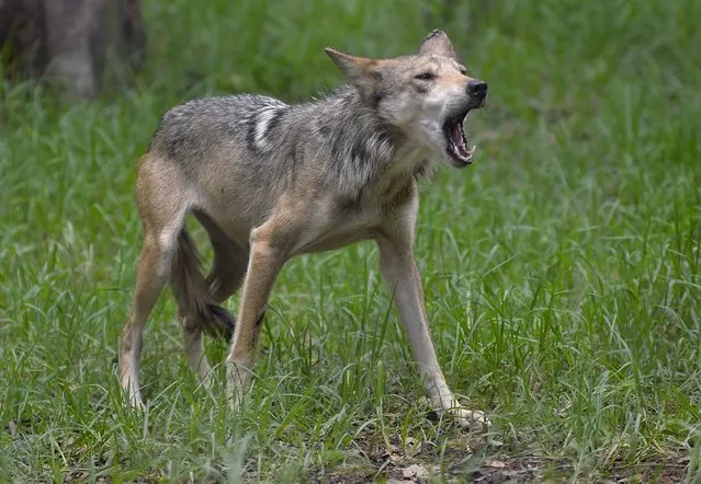 A Mexican Wolf (Canis lupus baileyi) called Pearl is seen in the Zoo of Coyotes in Mexico City, on June 6, 2017. Seven Mexican cub wolves born last April in the zoo represent a new hope for this species in danger of extinction, zoo Director Edgar Arturo Galloso told AFP. (Photo by Pedro Pardo/AFP Photo)