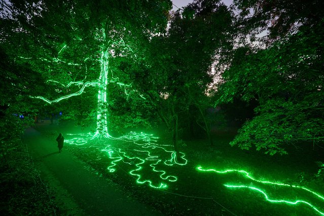 Installations for Halloween at Kew Gardens include a possessed pumpkin farm, illuminated spider web, and a neon carnivorous tree (pictured) in London, UK on October 18, 2024. The event runs until Sunday 3 November. (Photo by David Levene/The Guardian)