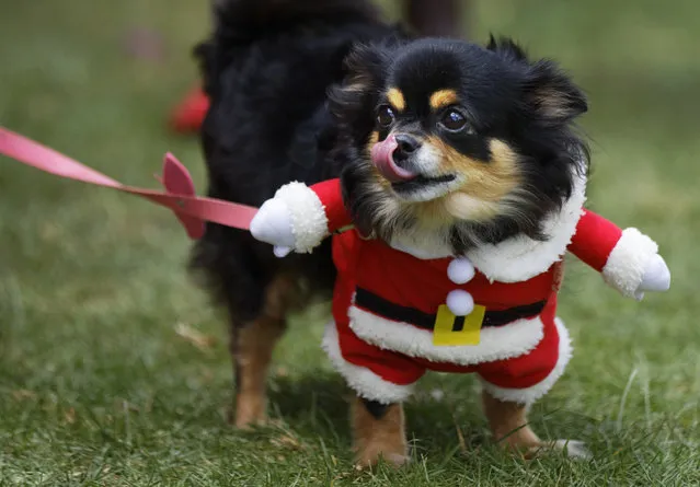 Chica, six-years, a long-haired Chihuahua wears a fancy dress Santa Claus outfit at the “Shaggy Dog Show” organised by the Kenya Society for the Protection and Care of Animals (KSPCA), in Nairobi, Kenya Sunday, November 6, 2016. The annual event hosts a number of competition entry categories including one for “fancy dress”, as well as educating dog owners and others on animal welfare matters in Kenya and the work done by the KSPCA. (Photo by Ben Curtis/AP Photo)