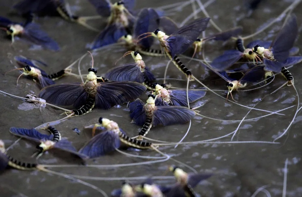 A Swarm of Long-tailed Mayflies