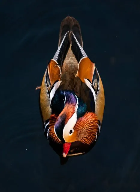 A male Mandarin duck peers upwards as he swims in the Landwehr canal in Berlin on February 14, 2021. (Photo by John Macdougall/AFP Photo)