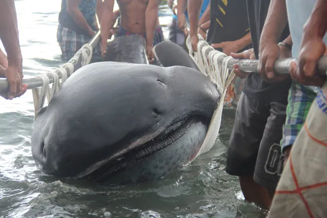 Fishermen use a stretcher with steels bars to carry a rare 15-foot (4.5-m) megamouth shark (Megachasma Pelagios), which was trapped in a fishermen's net in Burias Pass in Albay and Masbate provinces, central Philippines January 28, 2015. A megamouth shark can reach to a maximum length of 17 feet (5.2 metres) with a life span of 100 years. (Photo by Rhaydz Barcia/Reuters)