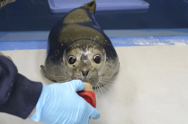 This January 20, 2015 photo shows Bryce, a blind harbor seal pup, being treated at the Alaska SeaLife Center in Seward, Alaska. (Photo by Jenna Miller/AP Photo/Alaska SeaLife Center)