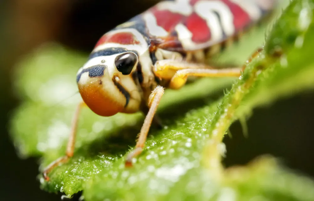 Some Photos: Insects