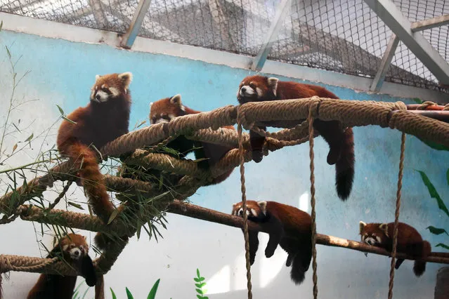 The red pandas are sleeping on shelf in Zhengzhou, Henan, China on 10th February, 2015 (Photo by Top Photo/SIPA Press)