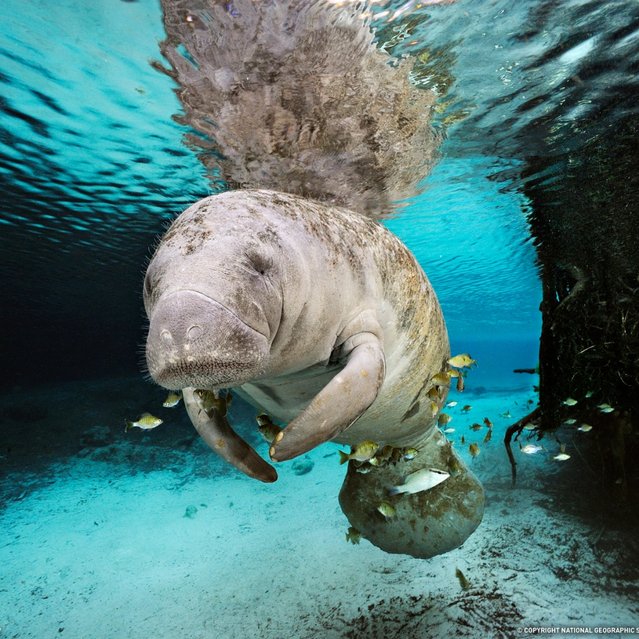 Florida Manatee (Trichechus manatus latirostris) swimming within a fresh water spring on Crystal River in Florida. Fish aggregate around the manatee and eat algae on the manatee's body. (Photo by Brian Skerry)