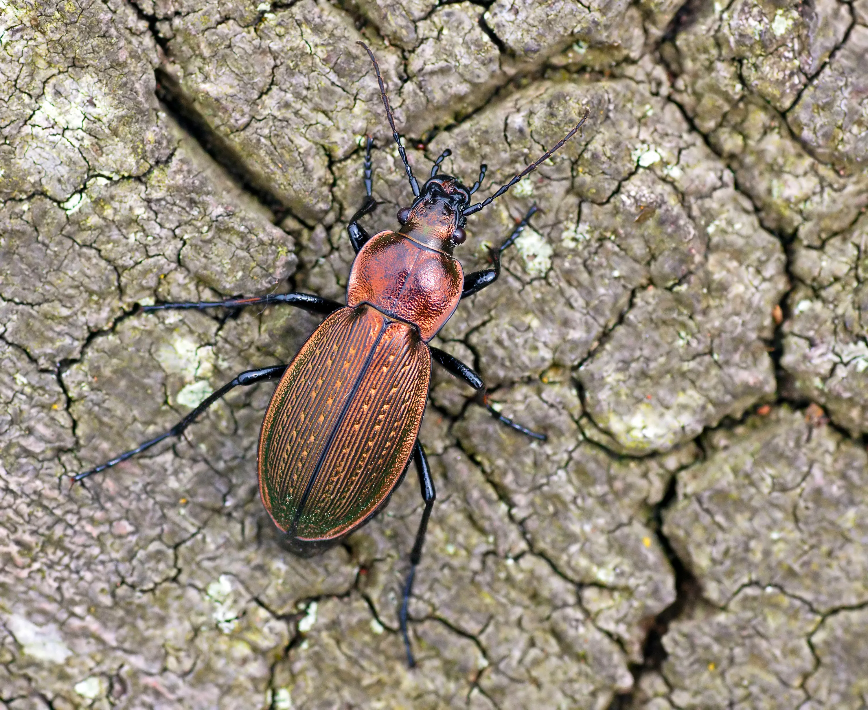 Put some of this insect. Насекомые необычной формы. Lateral view of ground Beetle. Ground Beetle with Labels. Oedura monilis.