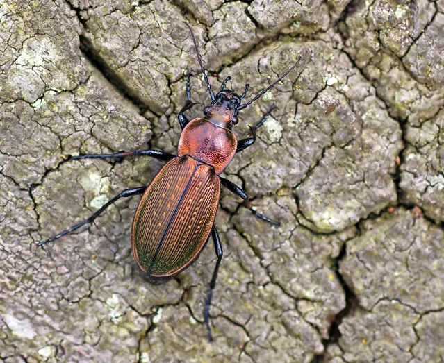 A necklace ground beetle. Action is under way to stop rare farmland flowers and three beetle species vanishing from the English countryside. (Photo by Matt Berry/PA Wire)
