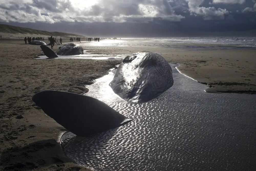 Five Sperm Whales Die after Beaching on Dutch Island