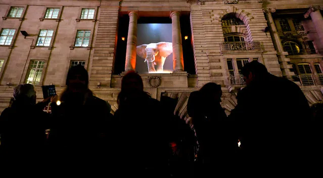 People gather to watch an installation by artist Top la Design/Catherine Garret called 'Elephantastic' on a building near Piccadilly in London, Thursday, January 14, 2016. Lumiere London is a festival of lights across 30 London locations, showing installations, projections and interactive pieces, the festival runs until January 17 and is expected to attract thousands of visitors. (Photo by Kirsty Wigglesworth/AP Photo)