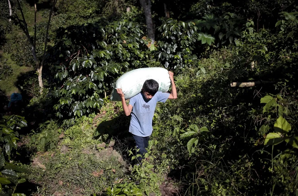 As Climate Change Ehreatens CentAm Coffee, a Cocoa Boom is Born