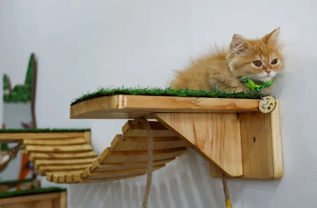 A cat sits at “MEOW Cat Cafe” in Gaza City on August 20, 2023. (Photo by Mohammed Salem/Reuters)