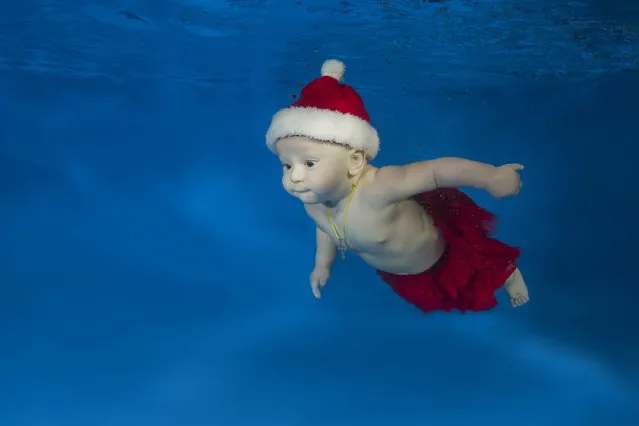 Infant in Christmas suit posing underwater in the pool on December 15, 2016 in Odessa, Ukraine. (Photo by Andrey Nekrasov/Barcroft Images)