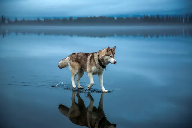 This graceful husky appears to be smarter than your average dog having apparently mastered the art of walking on water. The soft-footed canine was photographed while making its way across a lake in northern Russia. Photographer Fox Grom captured a remarkable set of images after heavy rain fell on a frozen lake to create the amazing illusion. Here: Husky dog Alaska walks on water in Northern Russia, January 2015. (Photo by Fox Grom/Visual Press Agency)