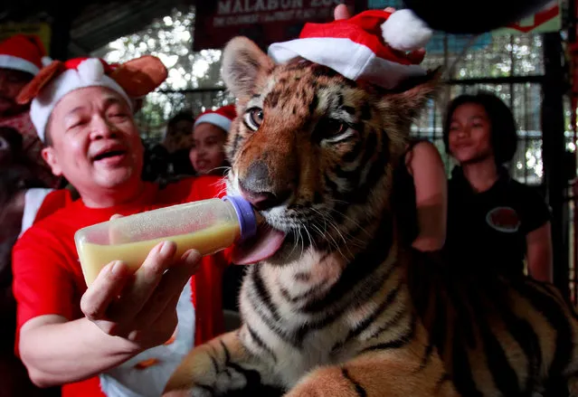 Zoo owner Manny Tangco feeds a Bengal tiger named “Duterte” during the Animal Christmas party at Malabon zoo in Manila, Philippines December 21, 2016. (Photo by Czar Dancel/Reuters)