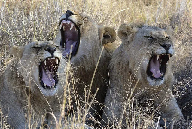 In this June 15, 2014 file photo, lions rest in the Madikwe Game Reserve, South Africa. The slaughter of more than fifty lions on a South African farm last week has increased scrutiny of the country's policy of allowing the annual export of 800 skeletons of captive-bred lions to meet a demand for bones in Asia. (Photo by Kevin Anderson/AP Photo)