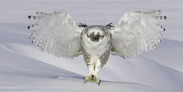 A beautiful snowy owl looks like she is flying above a cloud, but in fact she is gliding inches above a snowplain in a hunt for food. The owls fit in perfectly with their surroundings as both the male and female, which has darker markings on her feathers referred to as barres, hunt for voles. The female is so low to the ground she is almost touching it as she spots her prey in the snow. (Photo by Rick Dobson/Solent News/SIPA Press)