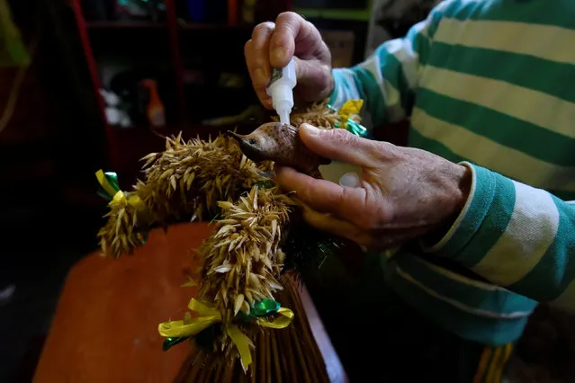 A fake Wren bird is affixed to a straw costume during an Irish tradition of Hunting of the Wren festival held every St. Stephen's Day in Dingle, Ireland December 26, 2016. (Photo by Clodagh Kilcoyne/Reuters)