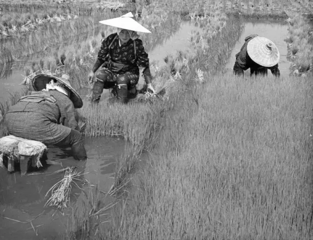 To re-word the adage a little, that is the situation in Japan, with many of the nation's males at the front. There women are tending a seed garden for rice on October 26, 1937. They pick it, bundle it, and afterward spread it over prepared fields. Every inch of space is utilized, and workers toil from light until dark or longer. (Photo by AP Photo)
