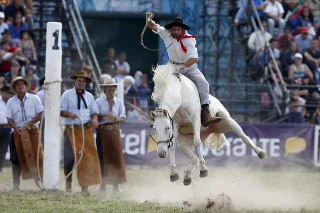A gaucho rides a wild horse during the annual celebration of Criolla Week in Montevideo, March 31, 2015. (Photo by Andres Stapff/Reuters)