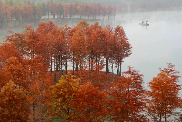 Fishermen cast their nets at Lake Tianquan in  on November 13, 2018Huai’an, China, in the middle of a redwood forest. (Photo by Zhou Haijun/Xinhua News Agencya/Barcroft Images)