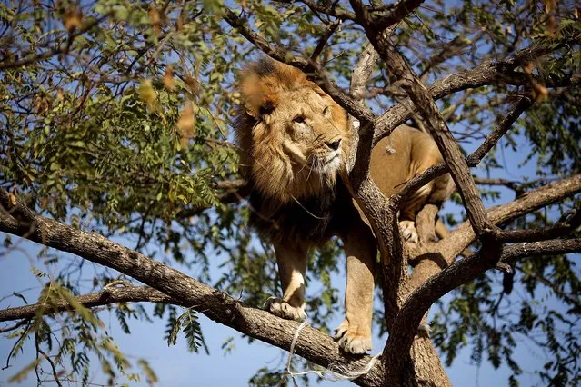 Salam, 5, an African lion, stands on the branches of a tree at the Safari Ramat Gan near Tel Aviv, Israel, on November 26, 2013. Tree-climbing lions are relatively uncommon and are best known for their populations in Uganda's Queen Elizabeth National Park and Tanzania's Lake Manyara National Park. (Photo by Ariel Schalit/Associated Press)