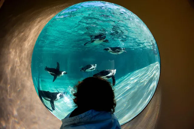 A child looks at African penguins during the opening of a new area reserved for them at bioparco in Rome on December 27, 2018. (Photo by Tiziana Fabi/AFP Photo)