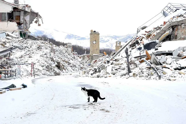 A cat wanders amid rubbles in the quake-hit town of Amatrice, central Italy, covered by a white blanket of snow, Thursday, January 5, 2017. An August 24 earthquake killed almost 300 people last year in central Italy and was followed by further devastating shakes in October. (Photo by Emiliano Grillotti/ANSA via AP Photo)