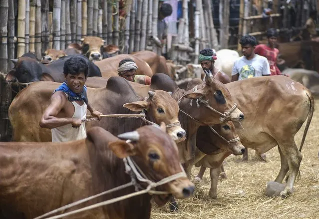 Cattle are displayed for sale at Gabtoli cattle market ahead of Eid-al Adha in Dhaka, Bangladesh, Friday, July 16, 2021. (Photo by Mahmud Hossain Opu/AP Photo)