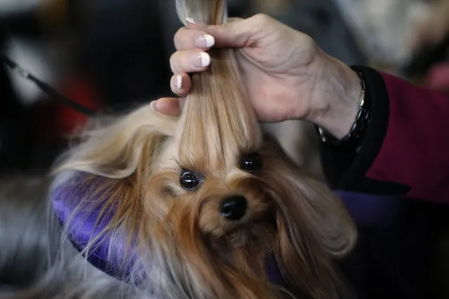 Skip, a Yorkshire Terrier, is groomed in the benching area before judging at the 2016 Westminster Kennel Club Dog Show in the Manhattan borough of New York City, February 15, 2016. (Photo by Mike Segar/Reuters)