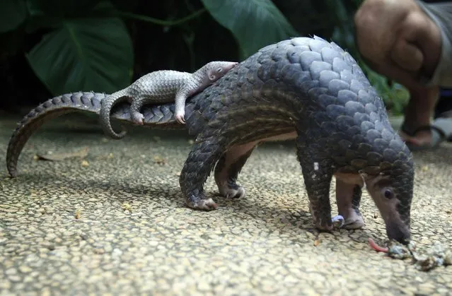 In this Thursday, June 19, 2014 file photo, a pangolin carries its baby at a Bali zoo in Bali, Indonesia. Although a global wildlife summit banned all trade of the pangolin, an anteater with a distinctive coat of hard scales, doubts remain whether that will stop the illegal traffic of pangolins in Africa fueled by a growing demand from Asian consumers, particularly Chinese. (Photo by Firdia Lisnawati/AP Photo)