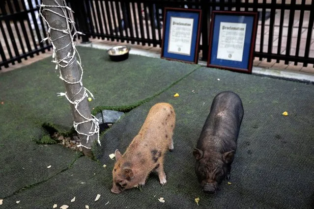 Two pigs named after singer Taylor Swift and Kansas City Chiefs' Travis Kelce are seen during Miami-Dade County's 6th annual Pig Pardoning Ceremony, in Miami, Florida, U.S., December 11, 2023. (Photo by Marco Bello/Reuters)