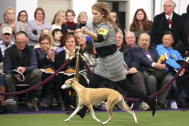 Cheslie Pickett Smithey, runs with her Whippet named Bourbon, as they compete in the Best of Breed event at the Westminster Kennel Club dog show on Monday, February 11, 2019, in New York. A top-winning whippet is out of Westminster, knocked off by, of all dogs, his own sister. Whiskey had won the big National Dog Show televised on Thanksgiving Day and the AKC event shown on New Year's Day. But his bid for a Triple Crown of dogdom ended when he was topped by littermate Bourbon in the breed judging this afternoon. (Photo by Wong Maye-E/AP Photo)