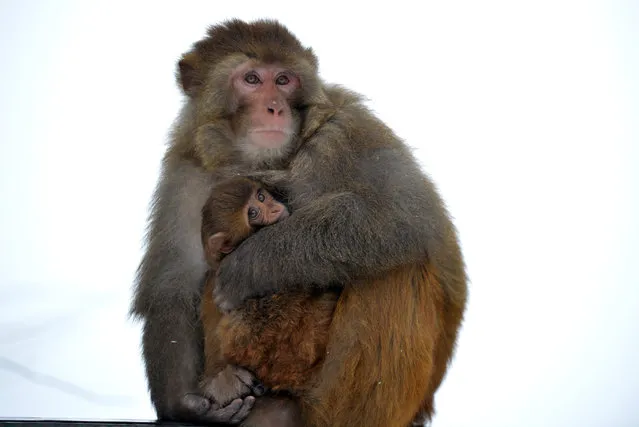 A baby monkey is cuddled by its mother to keep warm as the sub-zero temperatures freeze life during a fresh snowfall in Tangmarg, about 34 kms from Srinagar on January 18, 2017. (Photo by Tauseef Mustafa/AFP Photo)
