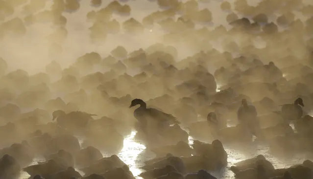 Geese huddle in the water as the sun rises at the harbor in Port Washington, Wis., on January 30, 2019. A deadly arctic deep freeze enveloped the Midwest with record-breaking temperatures. (Photo by Jeffrey Phelps/AP Photo)