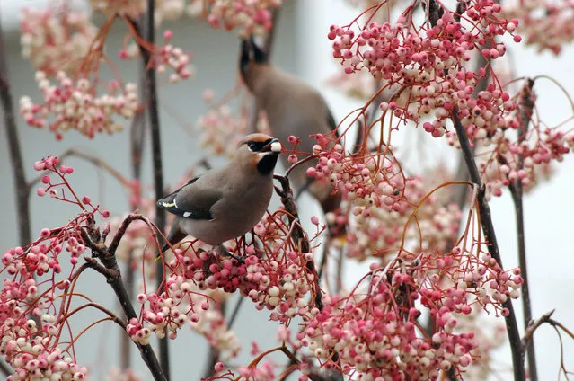 Rare sighting on a mild Christmas Day of Bohemian Waxwing birds (Bombycilla Garrulus) in Balham, south London as one of a flock of 13 feed on berries from a Pink Pagoda or the ornamental Pink Rowan -Sorbus hupehensis in a front garden in Balham, near Wandsworth Common, London, United Kingdom, 25th December 2023. The Waxwings have migrated across from Scandinavia due to a shortage of food there and were sighted in Glasgow, Scotland feeding on berries before moving south. (Photo by Gill Allen/Rex Features/Shutterstock)