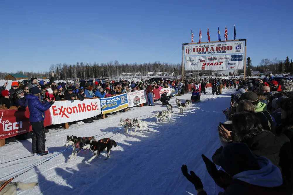 Iditarod Trail Sled Dog Race 2016, Part 2