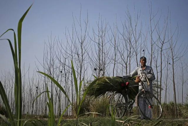 A farmer transports sugarcane on his bicycle from a farmland near Modinagar in the northern Indian state of Uttar Pradesh, India, March 4, 2016. (Photo by Anindito Mukherjee/Reuters)