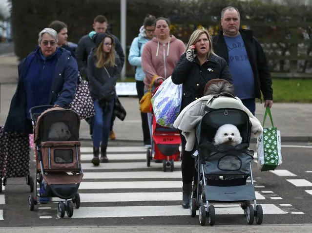 Owners arrive with Bichon Frises for the first day of the Crufts Dog Show in Birmingham, Britain March 10, 2016. (Photo by Darren Staples/Reuters)