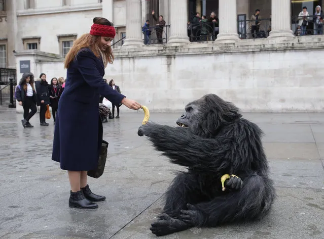 A performer in a gorilla suit in Trafalgar Square interacts with members of the public during a promotion by the Uganda Tourism Board in London, England on February 2, 2017. (Photo by Yui Mok/PA Wire)