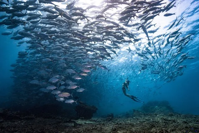 Journeys and adventures – remarkable artwork – Fish Tornado. A freediver dives into a school of jackfish, at one of the most beautiful islands in the world, Sipadan. “My wife is a skilled free diver, as we visited the amazing Sipadan Island of Malaysia, I dived under the water and waited for her to dive towards the middle of the jackfish repeatedly, until I got this beautiful shot of her surrounded with storm of jackfish”. (Photo by Khai Chuin Sim/SIPA Contest)
