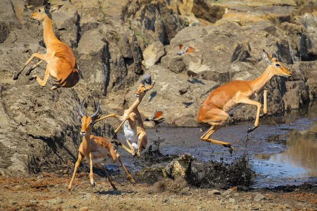 Thirsty impala leap for their lives as a crocodile erupts from below the surface of a watering hole in a scene captured by the South African wildlife photographer John Mullineux in Kruger, South Africa in 2021. (Photo by John Mullineux/Media Drum Images)
