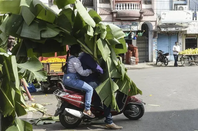 Hindu devotees carry on their scooter banana leaves to decorate their homes during Diwali celebrations at a market in Hyderabad, on November 4, 2021. (Photo by Noah Seelam/AFP Photo)