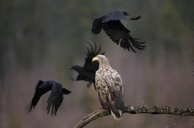 An adult white-tailed eagle is seen in a forest near the remote village of Sosnovy Bor, some 320 km (200 miles) north of Minsk, February 12, 2014. Old hard woods in the country are the most important stronghold of this endangered bird-species in Europe, which is listed in the Belarus Red Book. (Photo by Vasily Fedosenko/Reuters)