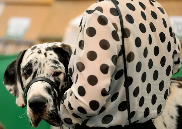 A dog owner carries her dog  during the first day of Crufts on March 6, 2014 in Birmingham central England. The annual event sees dog breeders from around the world compete in a number of competitions with one dog going on to win the “Best in Show” category. (Photo by Andrew Yates/AFP Photo)