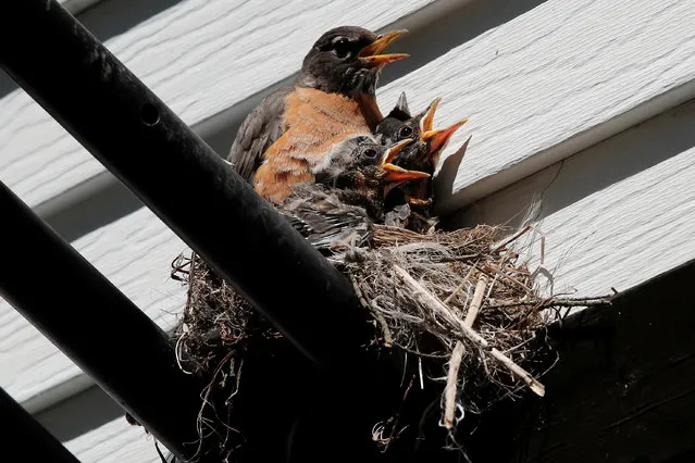 A Robin protects her young chicks on their nest in Nyack, New York, U.S.,  May 11, 2019. (Photo by Mike Segar/Reuters)