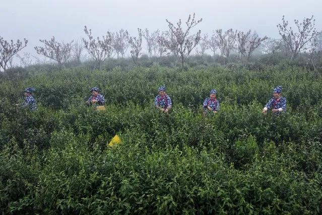 Workers pick tea leaves at a tea field in Ruichang, in central China's Jiangxi province on April 3, 2024. (Photo by AFP Photo/China Stringer Network)