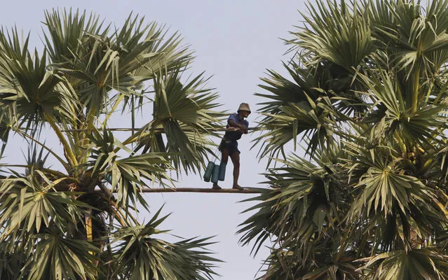 Cambodian man Yem Phirum, 42, walks on a 5 meters (16.5 feet) long bamboo pole spanning across two tall palm trees as he collects palm juice to make palm sugar during its harvest season in Samroang village, Kampong Chhnang province, northwst of Phnom Penh, Tuesday, March 18, 2014. (Photo by Heng Sinith/AP Photo)