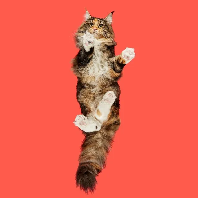 In his adorable series of images, photographer Andrius Burba takes a look at all kinds of furry and fantastic moggies – from underneath. From furry fluff-balls to hairless kitties, felines from all corners of the globe make up the creative photographer's latest project. Andrius, from Lithuania, created a technique whereby his camera is hidden in a Perspex box, that the cats are encouraged to walk across – resulting in some truly wonderful captures. (Photo by Andrius Burba/Caters News Agency/Underlook)